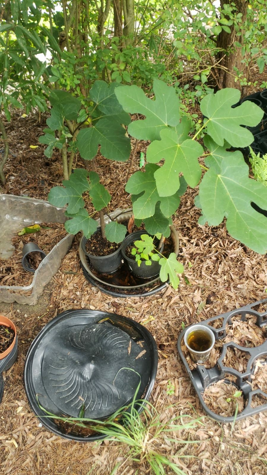 fig tree plants Fruit bearing and Rooted