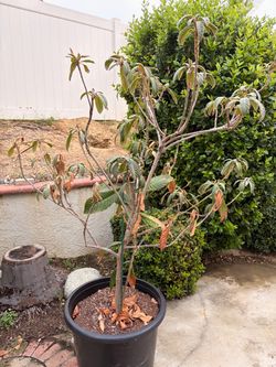 Loquat tree