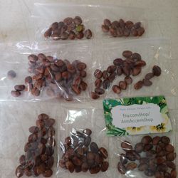 50 Loquat Seeds $5 -Ship $4 - Harvested March 2025