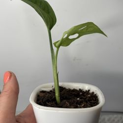 Monstera Monkey Mask Started Indoor Plant 