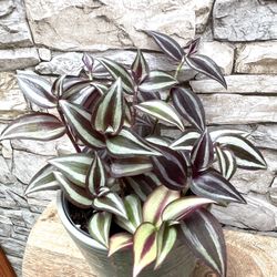 Tradescantia Zebrina House Plant In Cute Textured Ceramic Pot 5.5"H.