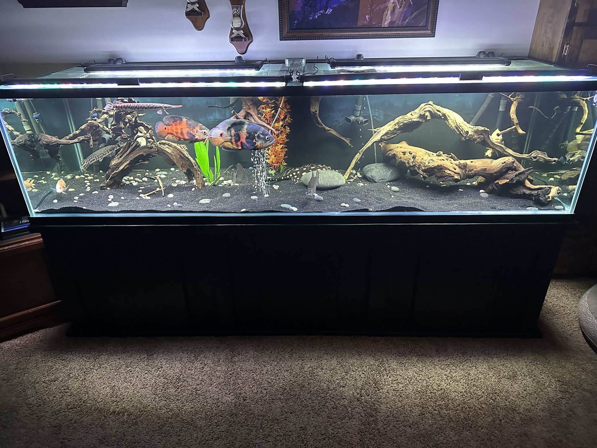 300 Gallon Aquarium 