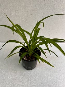 Hawaiian Clorophytum