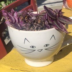 $7 Mini wandering Jew plants