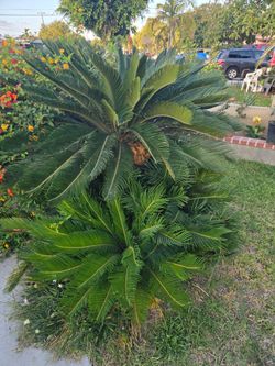 Palm trees