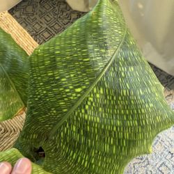Calathea Musaica Network Plant