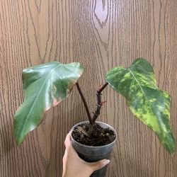 Philodendron Strawberry Shake