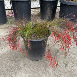 Fire Cracker Grass