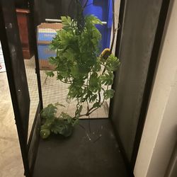Lizard cage