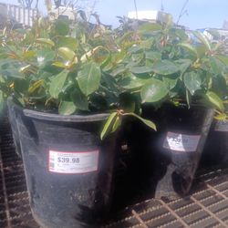 Deep Red Dipladenia Madinia