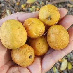 Yellow Hog Plum Tree