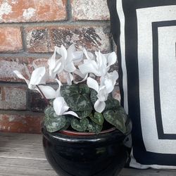 Cyclamen Plant In Ceramic Pot 🪴 