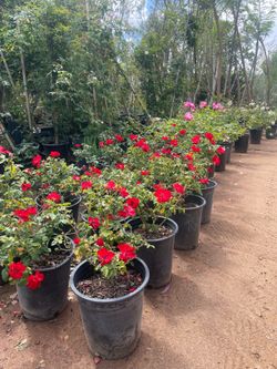 5 Gallon Size- Rose Bushes- Lavender- Pepper Trees- Podocarpus- Ficus- Jasmine- Bougainvillea- Boxwood- Bird of Paradise-