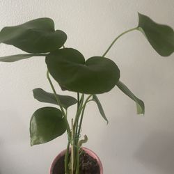 Monstera Natural Plant