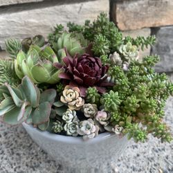 Live outdoor succulent arrangement in gray ceramic pot