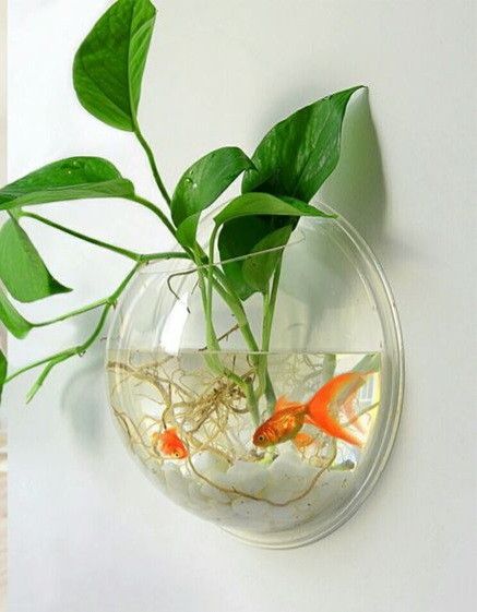 Rare Aroid Monstera Lechleriana Plant/ House Plant/ Indoor Plant Flower Patio Garden