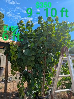 Cottonwood Trees