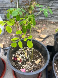 Moringa/drumstick plants