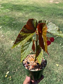 Begonia
