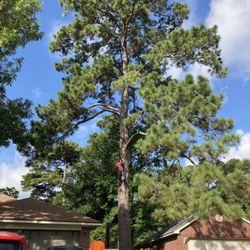 Tree Trimming (Cortamos Alrboles) Estimado Gratis