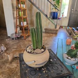 Mexican Fencepost Cactus In Ceramic Pot