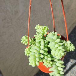 4" Burros TAIL Succulent (A)