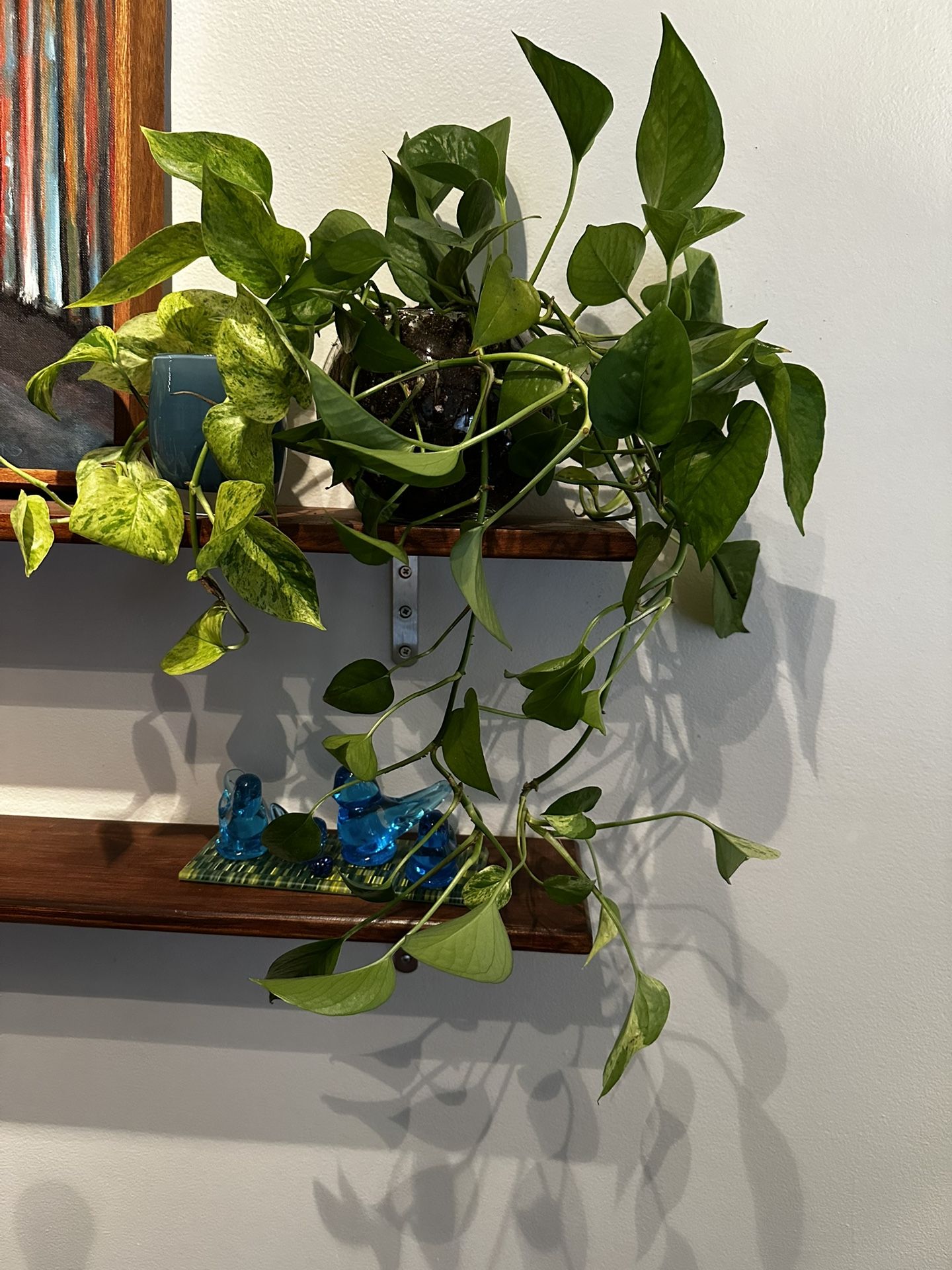 Bookshelf Plants In Glass Planter-Live & Thriving 