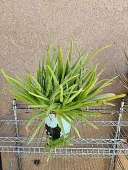 Aloe vera plant / full / large