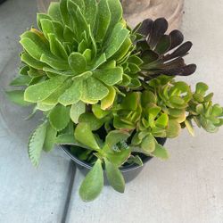 Plant Pot