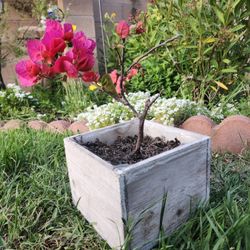 Bonsai Bougainvillea. Live Plant