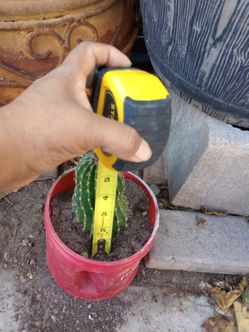 Cactus
