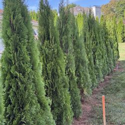 Privacy Tree Sale FREE DELIVERY! Emerald Green & Green Giants 