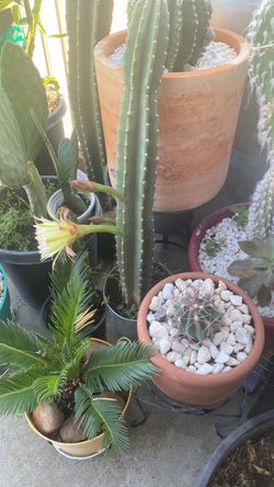 Cactus