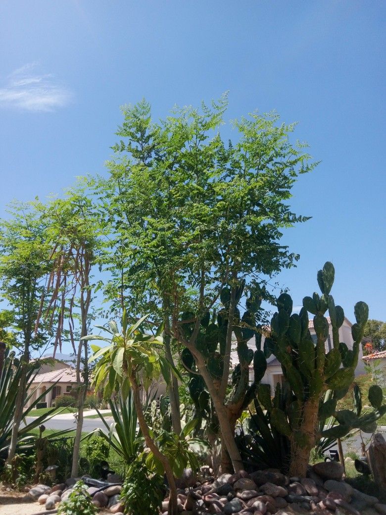  Desert 🏜️ Plants , Trees , Custom Fountain S 