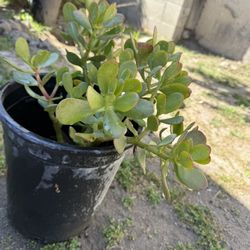Jade plant
