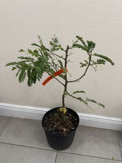 Sweet Tamarind Tree With Flower ( 2 Ft Tall)