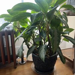 Plant With Ceramic Pot