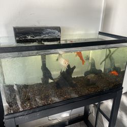 40 gallon fish tank and filter