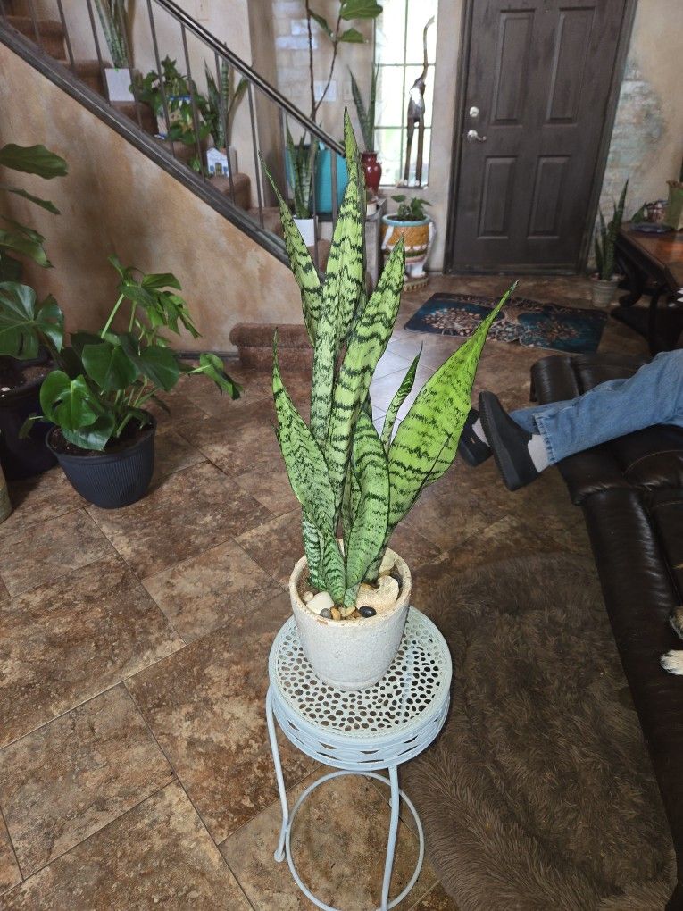 2ft 4in Tall Sansevieria Snake Plant In Ceramic Pot With Shells And Stones 