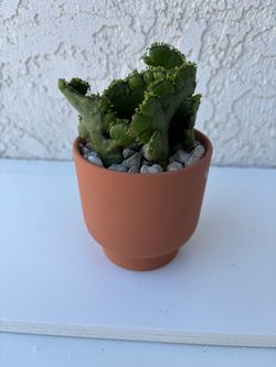 Euphorbia Leucodendron Crest