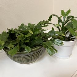 Live Healthy Christmas Cactus Plants 