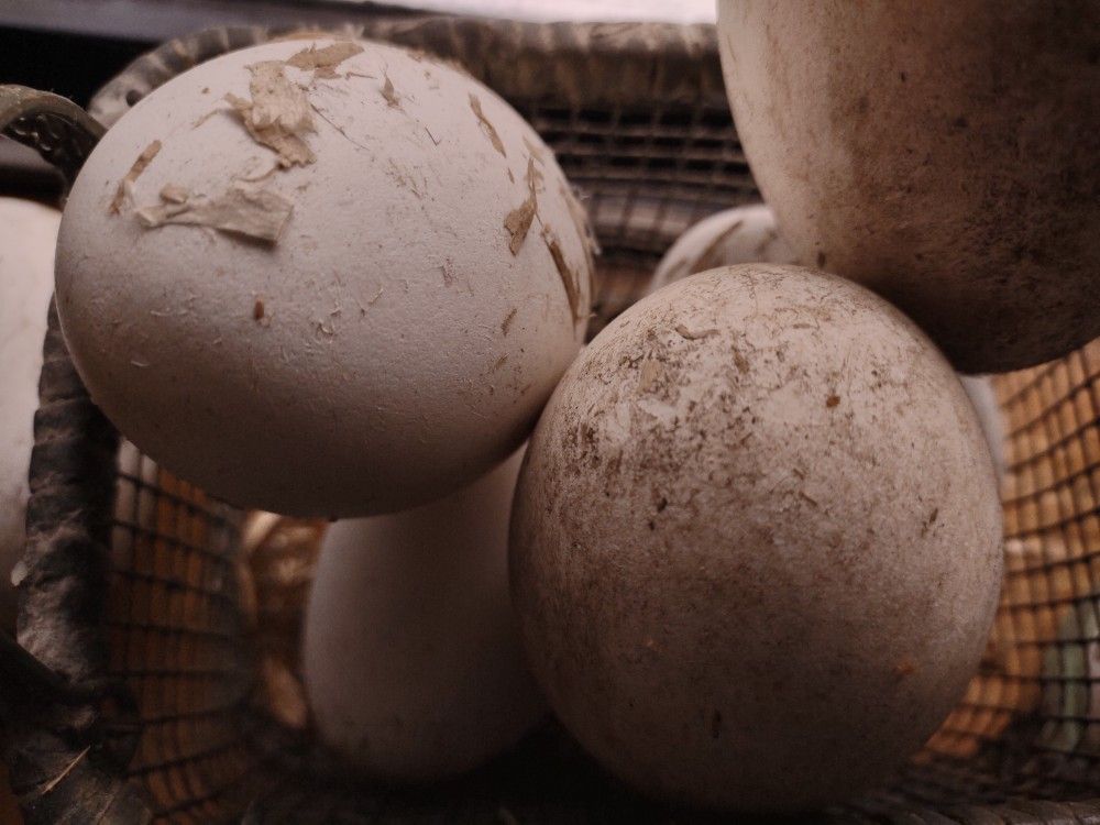 Goose Eggs