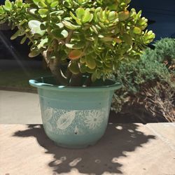 Plants Jade Plant 