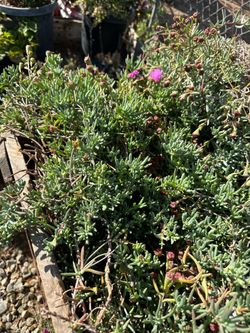 Ice plant for ground cover 1gal $6