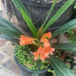 Plant In 5 Gallon Beautiful Flowers.