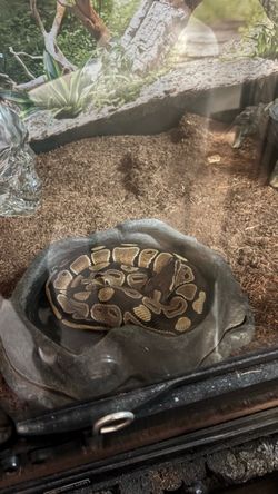 Serpiente pitón bolla