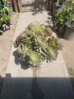 Succulent