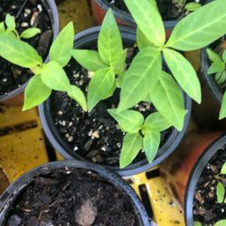 Baby Milk Weed Plants 2 In Pots