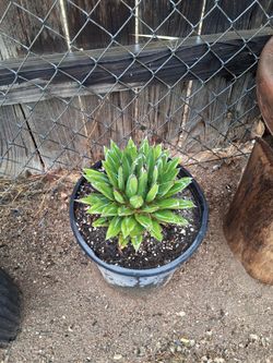 Agave Victoria regional