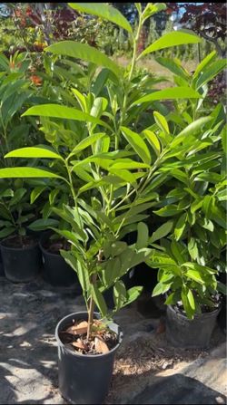 Skip laurels